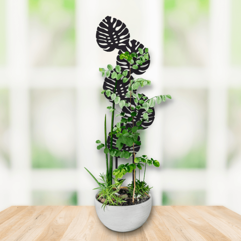 monstera deliciosa trellis Monstera Plant Trellis